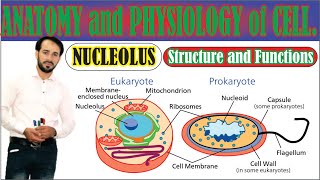 What is Nucleolus  Structure Composition and Functions of Nucleolus  Made Easy  top lesson4u [upl. by Nnave]