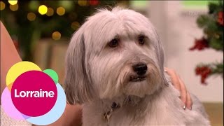 Ashleigh And Pudsey Star In Pantomime  Lorraine [upl. by Llerreg]