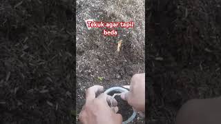 Cara memasang kawat pada bonsai serut  Wiring techniques [upl. by Asus559]