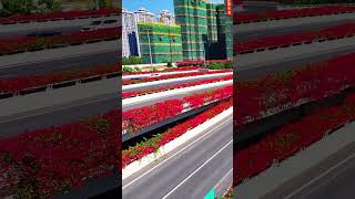 Amazing Road Flower In China 🇨🇳 beautiful view in China [upl. by Aluino275]