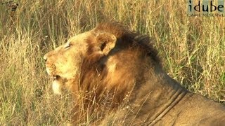 Powerful Roar of 3 Male Lions [upl. by Wilbur]