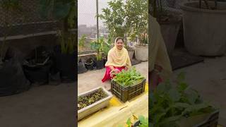 Rooftop Garden Update Radish Fenugreek amp Garlic Growth Progress rooftopgardening organicfarming [upl. by Ridglea]