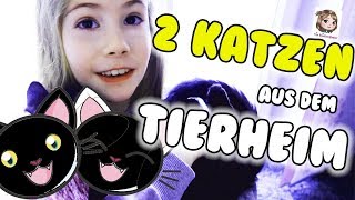 HANNAH ADOPTIERT 2 KATZEN 🐱🐱 Unsere neuen Familienmitglieder aus dem Tierheim ziehen ein [upl. by Arymas]