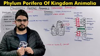 Phylum Porifera Sponges General Characteristics [upl. by End]