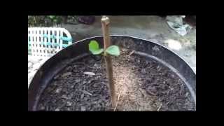 How To Grow Fruit Trees From Cuttings By Rick Gunter [upl. by Fernand]