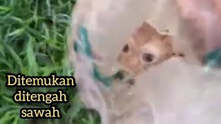 BIADAP ditengah sawah kucing dibuang dalam karong [upl. by Sparhawk552]