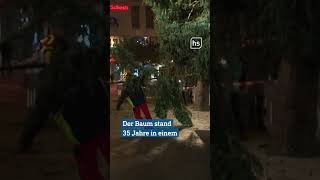 Tannenbaum quotLottequot bereit für Kasseler Weihnachtsmarkt  hessenschau shorts [upl. by Annahsar]