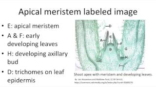 Stem internal organization part 1 apical meristems [upl. by Nalac]