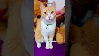 Este gatito se cree famoso jaj chistedegatos michi parodia comedia diverticats humor [upl. by Suriaj]