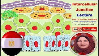 Histology of the intercellular junctions Dr Amal m Moustafa [upl. by Ttenyl500]