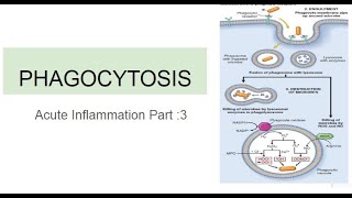 Phagocytosis Acute Inflammation Part 3 [upl. by Casady]