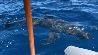 Great White Shark in Cottesloe Beach Perth  11 December 2020 [upl. by Peisch569]