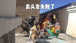 单身女孩带狗骑行西藏卖头发失败，狗儿相伴，共享清欢。 [upl. by Yeslehc]