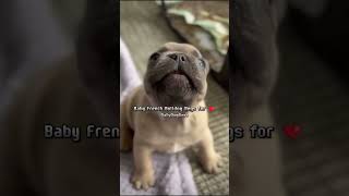 This Baby French Bulldog Will Melt Your Heart ❤️ shorts bulldog shiba puppy frenchbulldog [upl. by Oiramat]