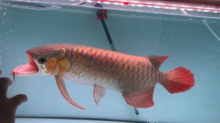 Elkindo Arowana red  Huyết long của trại Elkindo nuôi sáng bật đèn tối tắt [upl. by Eisnil958]