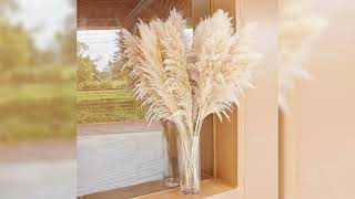 Natural Pampas Grass [upl. by Kcerred108]