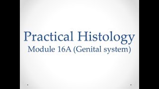 Practical Histology  Module 16A Genital system  Assessment [upl. by Anirbas195]