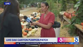 Live Oak Canyon Fall Photo Opps with KTLA News Jasmine Simpkins [upl. by Adnav514]