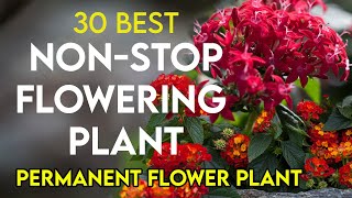 30 best permanent flowering plants in India  nonstop flowering plants  perennial flower plants [upl. by Laicram]