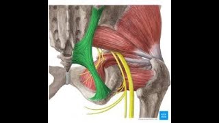 iliofemoral ligament [upl. by Aynik557]