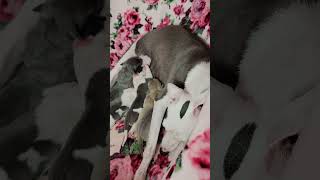 Marchwind Euphoria All The DoDa Day Italian Greyhound Puppies Cuddly Sweet [upl. by Alec]