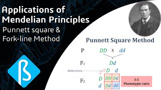 Applications of Mendelian Principles Punnett square amp Forkline Method BI02 [upl. by Suravat740]