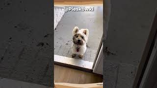 🐾Ten pies ZŁAMAŁ ZAKAZ🐾🗿 shorts subscribe funny [upl. by Esom]