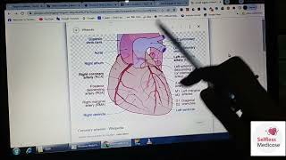 FCPS 1 CVS lectre 4 ANATOMY of heart blood supply and layers [upl. by Seuqramed]