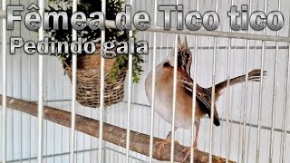 Fêmea de Tico tico Donzela pedindo gala gravada ao vivo em HQ para estímulo de canto [upl. by Godewyn448]