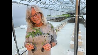 Hydroponic WINTER Tomato Bato Bucket Setup [upl. by Elakram395]