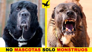 😤11 PERROS MÁS MONSTRUOSOS Y PODEROSOS DEL PLANETA – MASTINES🌍 [upl. by Giefer589]