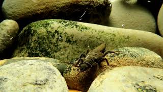 Pteronarcys californica crawling on stream bottom [upl. by Teik343]