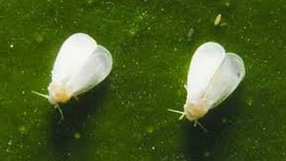 How to Fix a white fly problem in your vegetable garden [upl. by Lirrad440]