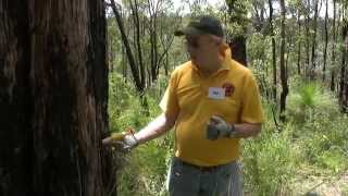 Dieback Treatment Video Series  Application of the Treatment [upl. by Maram]