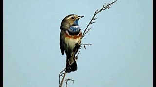 Bluethroat Morning singing [upl. by Oran]