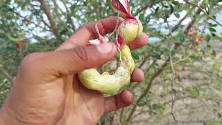 Árbol Guamuchil Todo sobre el y sus deliciosos frutos [upl. by Sul984]