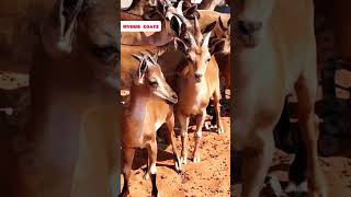 GoatDeer hybrid rooftop GOAT farming facts earn pets animals [upl. by Nurse208]