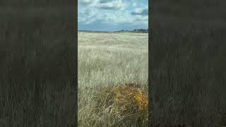 Tall grass billowing in the wind [upl. by Carlo952]