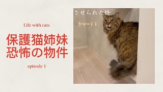 ＃１【保護猫姉妹】恐怖の新居生活スタート！？ [upl. by Enihpad]