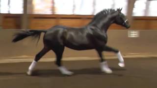 www dressurstall sandbrink de 2014 SENSATION licensed stallion Dressage [upl. by Llerrut]