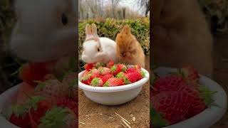 cute rabbit and funny cute rabbit shorts viral baby love funny video farm homerabbit [upl. by Ylil]