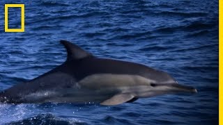 Un dauphin pris en chasse par des orques [upl. by Kamp]