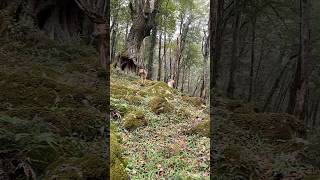 Herding dog Herding dog in the forest [upl. by Raquela560]