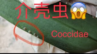 兰花  酵素清除介壳虫how to get rid of coccidae insects [upl. by Sabine]