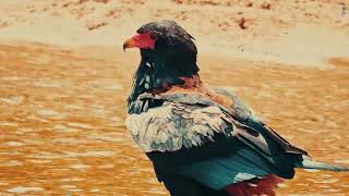 Bateleur Eagle  Lake Manyara National Park  Tanzania [upl. by Esir]