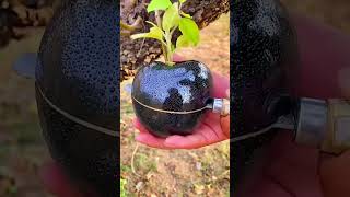 Amazing fruits farmer enjoy shorts new nature fruits garden vegetables foryou shortvideo [upl. by Zinn]