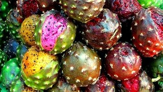 Cultivo de Pitaya con Buenas Prácticas Agrícolas  TvAgro por Juan Gonzalo Angel [upl. by Hadlee]