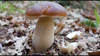 La chivata de los Boletus edulis Clitopilus prunulus Molinera The Miller [upl. by Esilram]