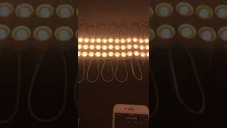 Tunable White LED Module String Lights  superlightingled [upl. by Helge]