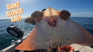 GIANT Blonde Ray and Turbot Fishing  Alderney’s Sandbanks  Sea Fishing UK [upl. by Nagn]